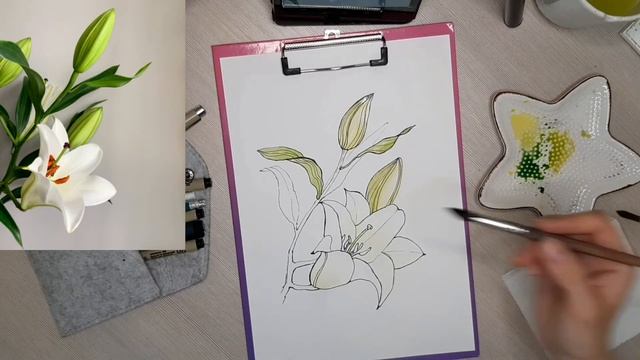 Как нарисовать лилию #акварельуроки #акварельныйскетчинг #лилия смотреть онлайн