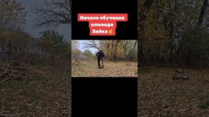 Как научить собаку команде Зайка 🐇? #малинуа #бельгий?