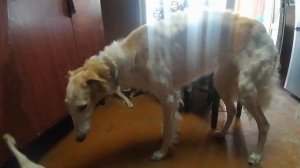 Лают ли русские псовые борзые? доброе утро для щенка р?