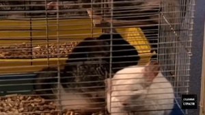 Чёрный риелтор! Судебные Страсти с Николаем Бурделовы