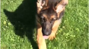 Щенок немецкой овчарки! Питомник Жуолль. German Shepherd