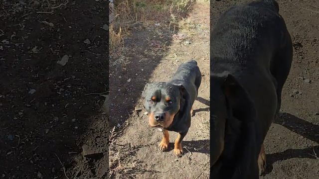 Ротвейлер Алматы