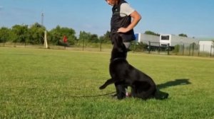 Рабочая немецкая овчарка Namaste, послушание. Working line German S