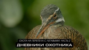 Охота на перепела с легавыми, часть 2. Дневники охотника