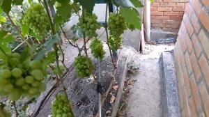 Профилактическая обработка винограда после дождя. #ви