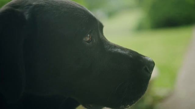 Мужчина купил пса у незнакомца. Когда ветеринар увиде?