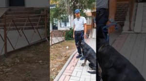 Алматы. Коррекция поведения собаки. +77075299363 wots'app. Мурат