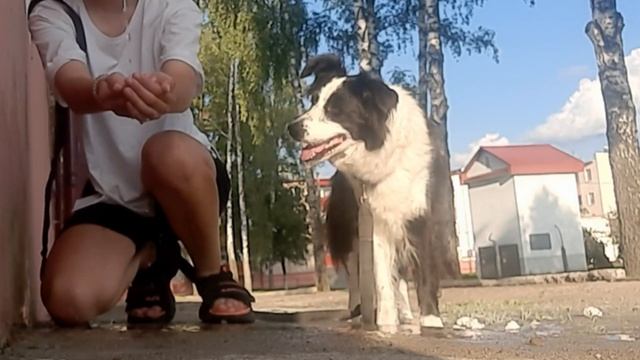 прогулка с Бордер-колли Блеки смотреть онлайн