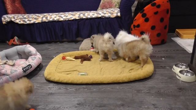 Шпиц. Померанский шпиц . Самые ласковые щенки ЩПИЦА смотреть онлайн