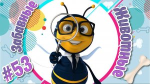 Забавные и Смешные Животные № 53 + Лучшие Подборки Животных + Смешные и Прикольные Животные