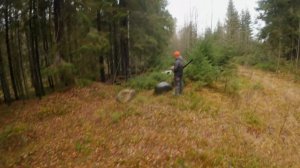 Охота на зайца с русскими пегими гончими 09.11.2024. Неподъ