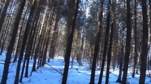 Охота с Русской гончей на зайца 19 февраля 2025