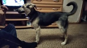 СОБАКА НАПАДАЕТ на хозяина.