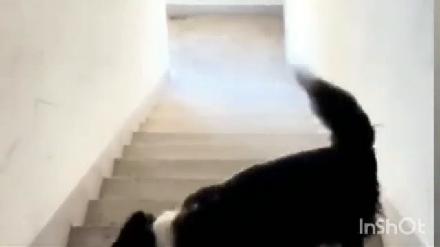 Бигль Стюарт, такса Сеня, такса Макс и джек-рассел Мики смотреть онлайн