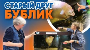 Аквариумные новости с Владимиром Ковалёвым (23.05.2025). Старый друг БУБЛИК.