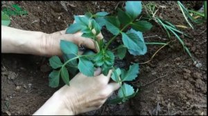 Весёлые ребята в саду: как посадить и вырастить однолетние георгины - 7 дач