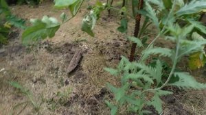 ПЕРОВСКИЯ Блю Спайр 🌿 результат черенкования