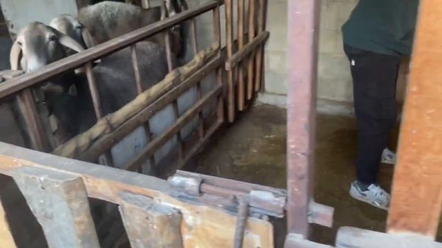 11.11.2024 Утреннее кормление и уборка ( каждый день), на мо?