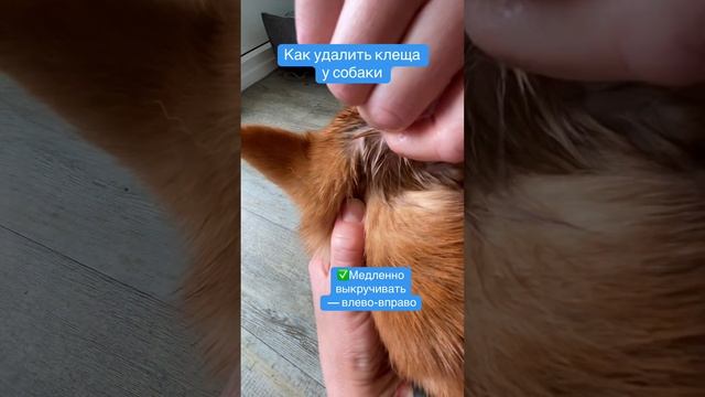 Клещ у собаки! Как мы его вытащили