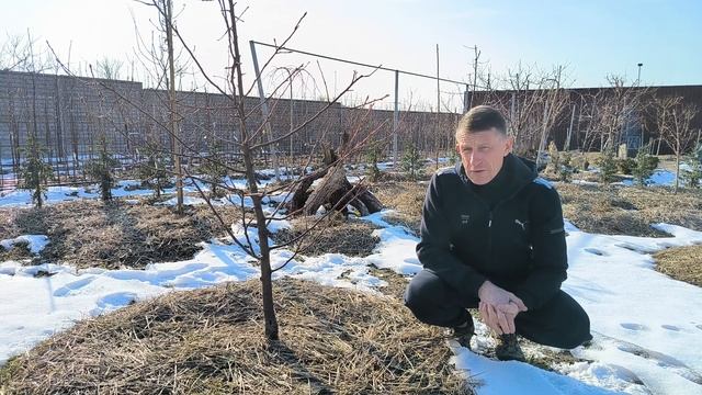 Что делать, если дерево не растет? смотреть онлайн