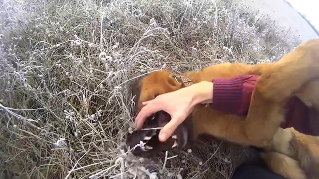 Рико - Немецкая овчарка 2 смотреть онлайн