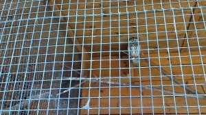 Совы в царской пасеке (Ушастая сова, серая неясыть, филины)