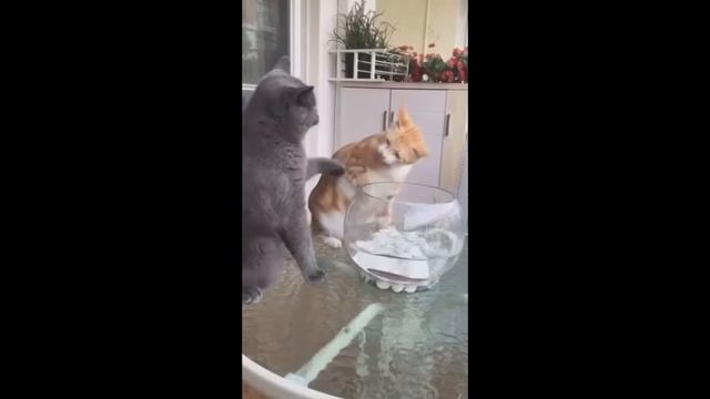 Наши братья меньшие. Видео-приколы котиков. смотреть онлайн