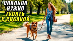 Сколько нужно гулять с собакой. Сколько в день нужно гулять с собакой