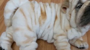 Реалистичная игрушка-собачка шарпей