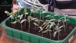 Пикировка томатов - 7 дач