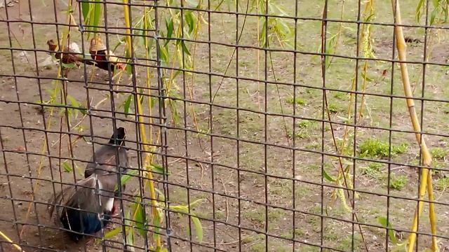 Московский зоопарк. Золотой фазан.