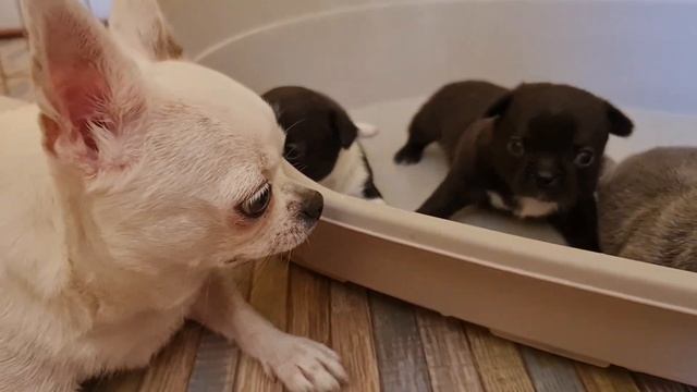 милота милейшая ♥️ малышам 25 дней дом чихуахуа и той-?