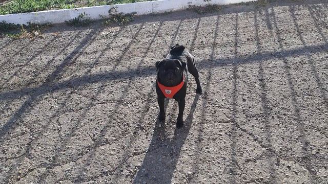 Ай,Моська! знать она сильна,что лает на слона !!! смотреть онлайн