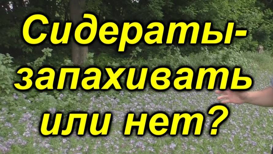 🌿 Сидераты весной: Лучший способ оживить почву! смотреть онлайн