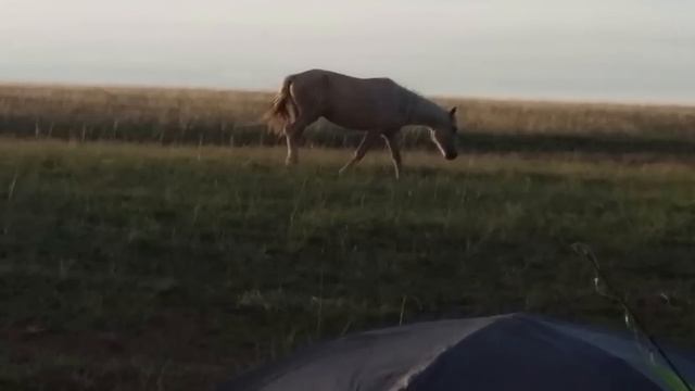 Аудиокнига Виктория Токарева "Лошади с крыльями" Чита? смотреть онлайн