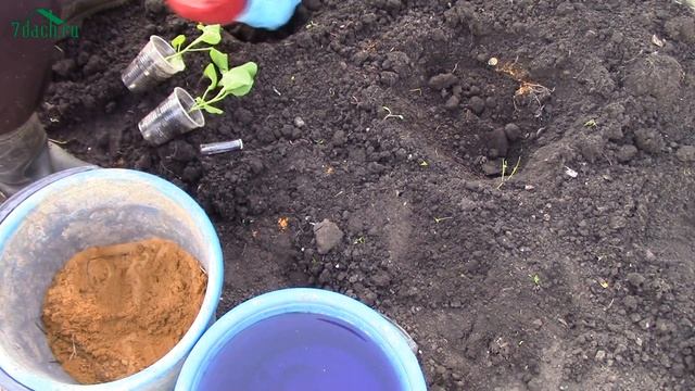 Посадка баклажанов - 7 дач смотреть онлайн