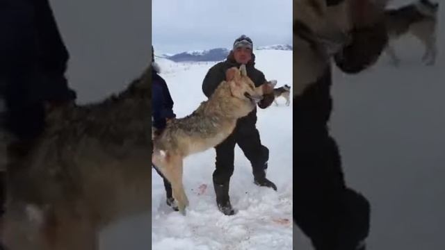 Красная овчарка