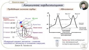 Физиология сердца