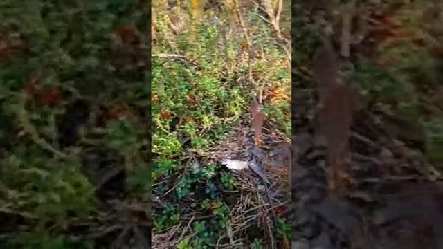 ОВЧАРКА ЭЛЬЗА И 7 КОТОВ в прямом эфире! смотреть онлайн