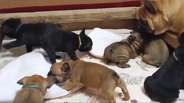 Французский бульдог щенки