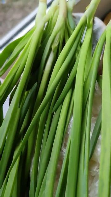 Зелёный лук на нашем подоконнике👍🙂😊😘🤗❤️ смотреть онлайн