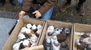 Ярмарка голубей Луганск.  К 8-му Марта!