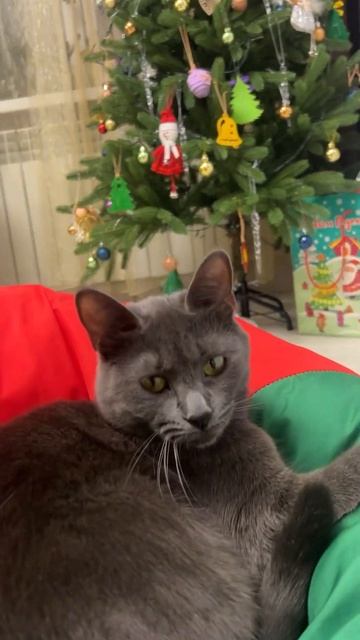 Бьянка охотится за рыбкой смотреть онлайн