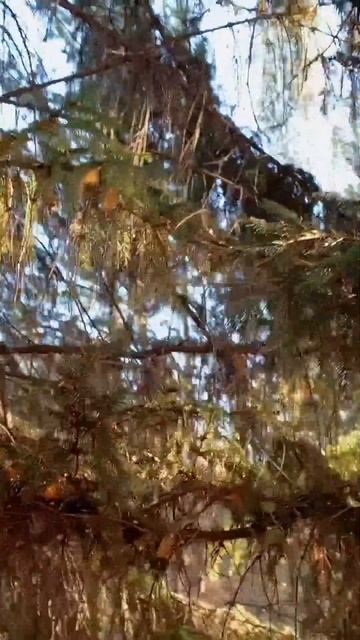 ЛЕС 2024 г осень смотреть онлайн