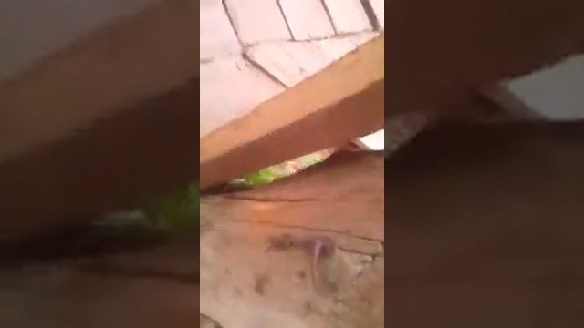 2 часть приколы куриц с озвучкой смотреть онлайн