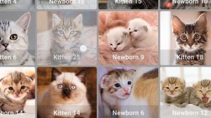 Звук для привлечения маленьких кошек | Звуки котят для