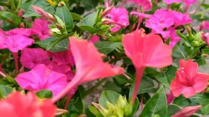 Ветреный холм 217 серия русская озвучка ФИНАЛ