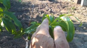 Персик сорта "Уралец".