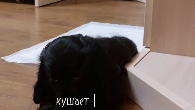 Я КУПИЛА ЩЕНКА | американский кокер спаниель | первые д смотреть онлайн