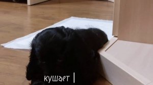 Я КУПИЛА ЩЕНКА | американский кокер спаниель | первые д